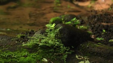 Kayalık bir nehirle yüksek bir dağdaki uçuruma giden bir orman videosu. 