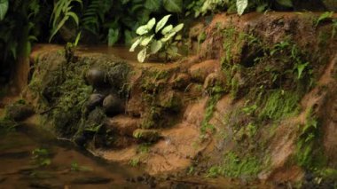 Kayalık bir nehirle yüksek bir dağdaki uçuruma giden bir orman videosu. 