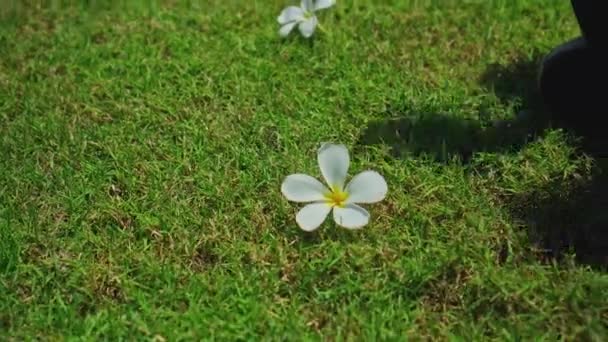 明るい太陽の下で緑の芝生の上に横たわる彼女の手で白いプルメリアの花を取ります — ストック動画