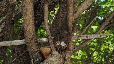 Kabarık sincap bir ağaç dalına oturur ve arka planda yeşil yapraklı hindistan cevizi yer.
