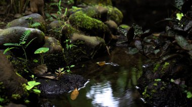 Bir orman fotoğrafı yüksek bir dağdaki uçuruma kaya nehri ve yeşil ağaçlarla