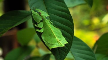 Yaprak Böceği yeşil Phylliidae bir yaprağın altına sıkıştı ve iyi kamufle oldu.