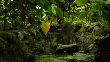 Bir orman fotoğrafı yüksek bir dağdaki uçuruma kaya nehri ve yeşil ağaçlarla