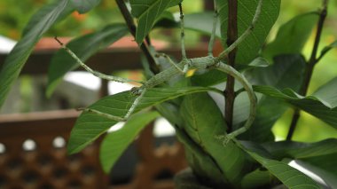 Büyük yeşil Endonezya böceği Phasmatoptera cyphocraniu gigas kuş familyasından bir ağacın yapraklarında oturuyor.