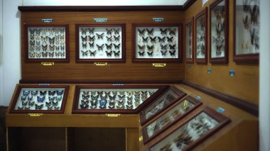 Buruan, Tabanan, Bali, Endonezya - 3 Ocak 2021: Büyük Kelebek Koleksiyonu. Parlak beyaz pencerede birçok farklı renkli kelebeğin yakın görüntüsü