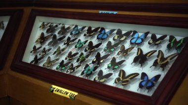 Buruan, Tabanan, Bali, Endonezya - 3 Ocak 2021: Büyük Kelebek Koleksiyonu. Parlak beyaz pencerede birçok farklı renkli kelebeğin yakın görüntüsü