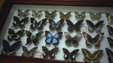 Buruan, Tabanan, Bali, Endonezya - 3 Ocak 2021: Büyük Kelebek Koleksiyonu. Parlak beyaz pencerede birçok farklı renkli kelebeğin yakın görüntüsü