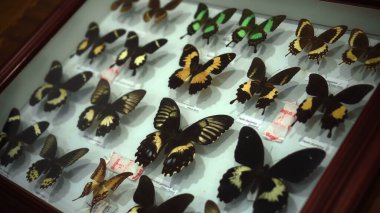 Buruan, Tabanan, Bali, Endonezya - 3 Ocak 2021: Büyük Kelebek Koleksiyonu. Parlak beyaz pencerede birçok farklı renkli kelebeğin yakın görüntüsü