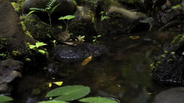 Bir orman fotoğrafı yüksek bir dağdaki uçuruma kaya nehri ve yeşil ağaçlarla