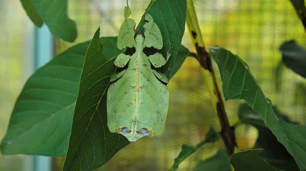 Blatt Insekt Die Grünen Phylliidae Kleben Unter Einem Blatt Und — Stockfoto