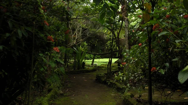 Photo Vieux Pont Bois Traversant Une Rivière Montagne Dans Jungle — Photo