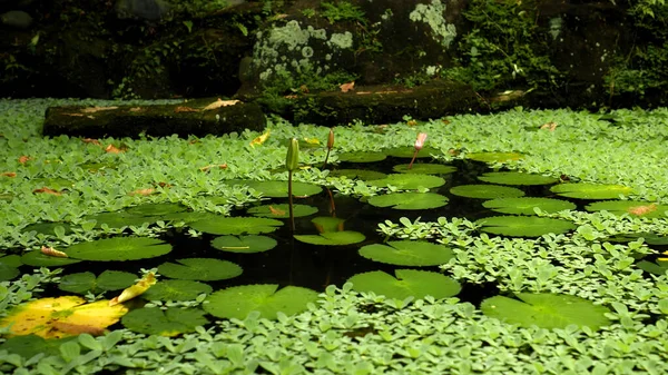 ジャングルの熱帯雨林の湖の間で成長している蓮の花の閉じた芽 — ストック写真