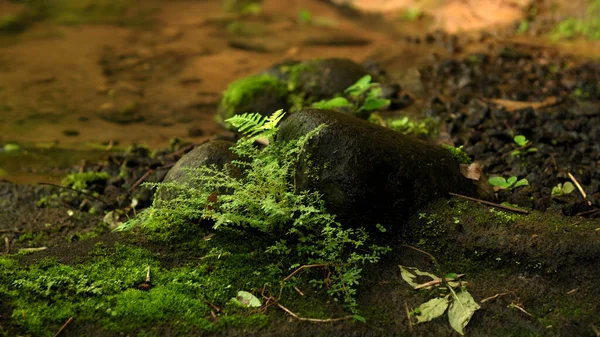 Bir ormanın fotoğrafı kayalık bir nehirle yüksek bir dağdaki uçuruma. 