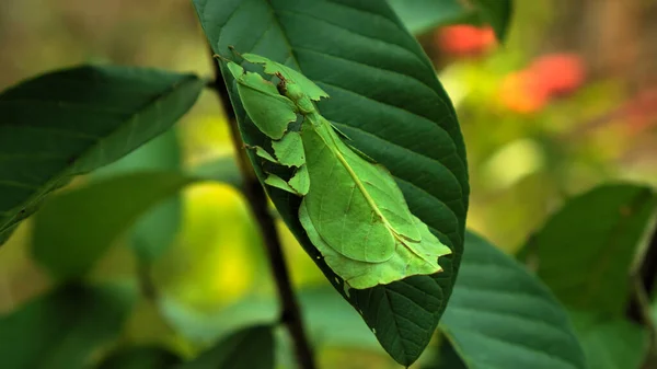 Blatt Insekt Die Grünen Phylliidae Kleben Unter Einem Blatt Und — Stockfoto