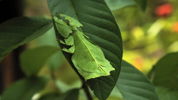 Foglia Insetto Verde Phylliidae Attaccare Sotto Una Foglia Ben Mimetizzato — Foto Stock