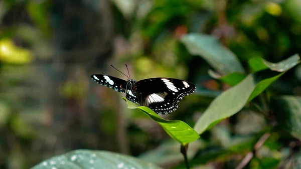 Ein Schwarzer Schmetterling Mit Weißen Flecken Auf Den Flügeln Sitzt — Stockfoto