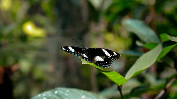 Ein Schwarzer Schmetterling Mit Weißen Flecken Auf Den Flügeln Sitzt — Stockfoto