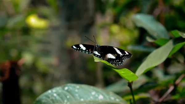 Black Butterfly White Spots Its Wings Sits Green Tree Leaf — Stock Photo, Image