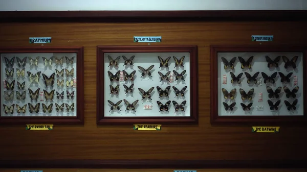 Buruan Tabanan Bali Indonesia Enero 2021 Large Butterfly Collection Vista — Foto de Stock