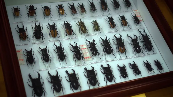 Buruan, Tabanan, Bali, Endonezya - 3 Ocak 2021: Büyük Böcek Koleksiyonu. Parlak beyaz pencerede birçok farklı renkli kelebeğin yakın görüntüsü