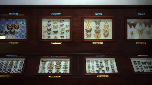 Buruan Tabanan Bali Indonesia Січня 2021 Large Butterfly Collection Яскравому — стокове фото