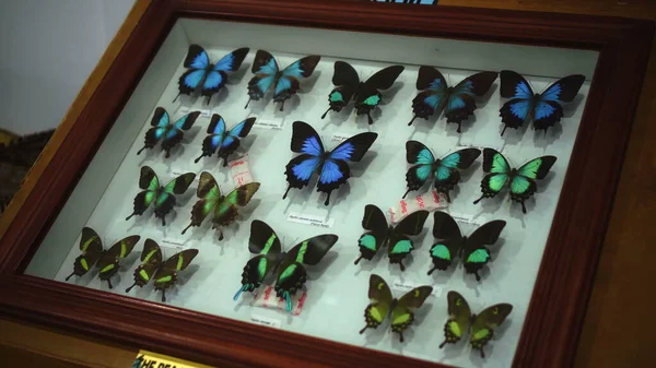 Buruan Tabanan Bali Indonesia Enero 2021 Large Butterfly Collection Vista — Foto de Stock