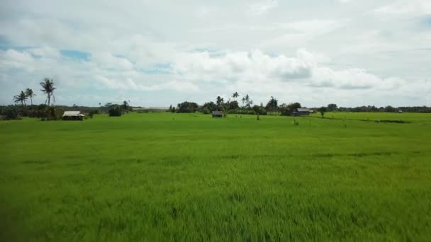 Imágenes Stock Drones Con Vista Superior Del Campo Arroz Verde — Vídeo de stock