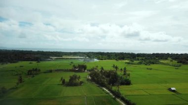 4k drone stok görüntüsü, hareket bulanıklığı olan bir Bali Adası 'ndaki yeşil pirinç tarlasının en üst görüntüsü. 