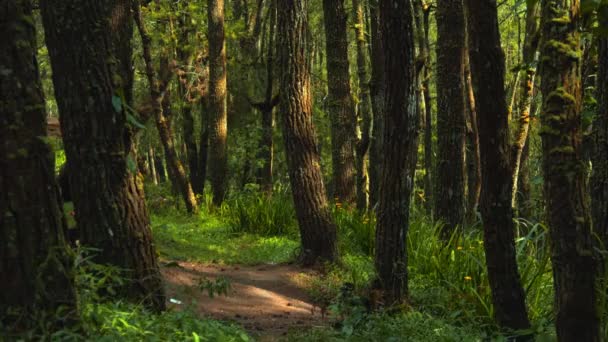 Зеленый Лес Большим Количеством Высоких Деревьев Грубой Корой Дневным Светом — стоковое видео