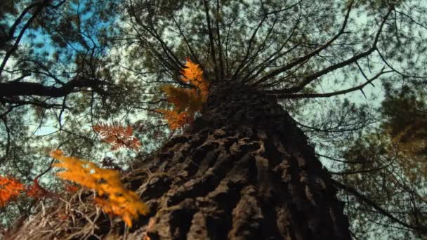 Piękny Zielony Las Dużym Wysokim Drzewem Grubą Korą Światłem Dziennym — Wideo stockowe