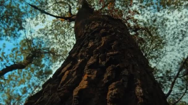 Smuk Grøn Skov Med Stort Højt Træ Med Grov Bark – Stock-video