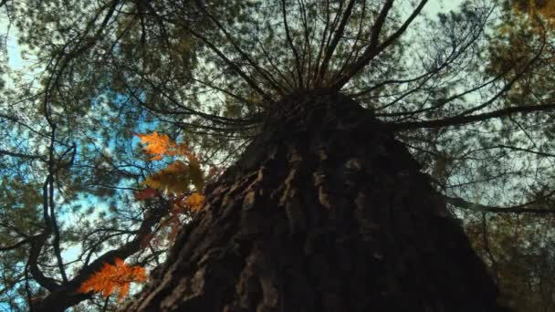 Прекрасний Зелений Ліс Великим Високим Деревом Грубою Корою Денним Світлом — стокове відео