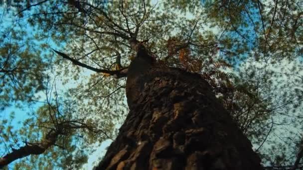 美丽的绿色森林 有一棵高大的大树 树皮粗糙 阳光穿透树叶 从下往上看 — 图库视频影像