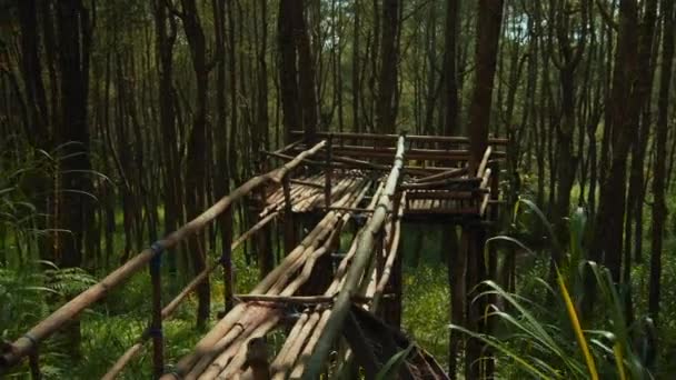 Bir Sürü Uzun Ağaç Kabuğu Gün Işığıyla Güzel Yeşil Orman — Stok video