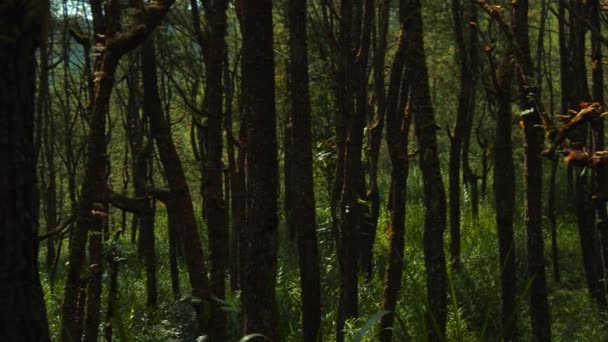 樹皮が粗い背の高い木がたくさんある美しい緑の森と日光が葉を突破 — ストック動画