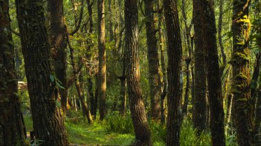 Güzel yeşil orman, bir sürü uzun ağaç kabuğu ve gün ışığıyla yaprakları kırıyor.