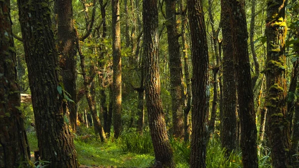 Belle Forêt Verte Avec Beaucoup Grands Arbres Écorce Grossière Feuillage — Photo