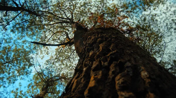 Güzel Yeşil Bir Orman Geniş Bir Ağaç Kabuğu Gün Işığıyla — Stok fotoğraf