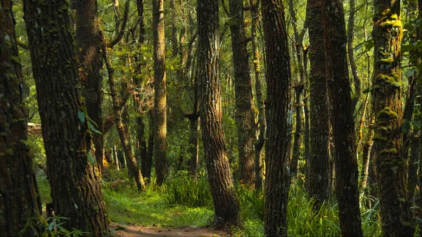 Piękny Zielony Las Mnóstwem Wysokich Drzew Grubą Korą Światłem Dziennym Obrazy Stockowe bez tantiem