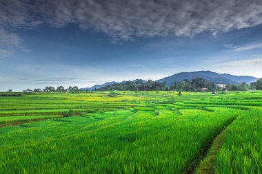 Günbatımında yeşil pirinç tarlalarında güzellik gökyüzü Kuzey Bengkulu, Endonezya 'da