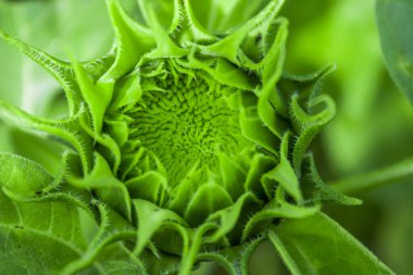 açık bir sabah mavi gökyüzü ile yeşil ayçiçekleri