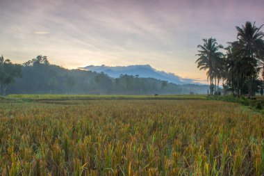 Pirinç tarlalarında sisli bir sabah