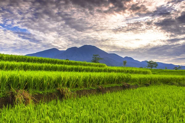 Панорамный Вид Зеленые Красивые Рисовые Поля — стоковое фото