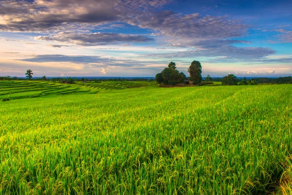 美丽的广阔稻田 早上还种着绿米 — 图库照片
