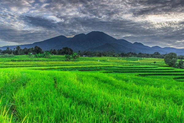 Schöner Morgen Mit Grünem Reis Und Blauen Bergen Indonesien — Stockfoto