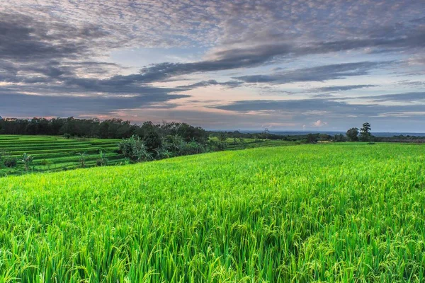 Bela Manhã Com Céu Bonito Sobre Campos Arroz Indonésios — Fotografia de Stock