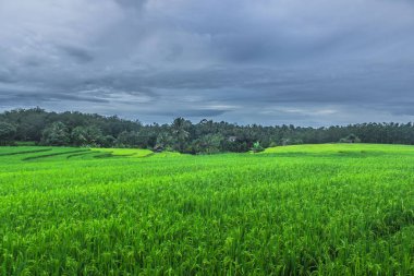Kuzey Bengkulu, Endonezya 'da sabah yeşil pirinç teraslarının güzel doğal manzarası