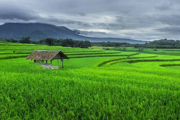 Gyönyörű Természetes Kilátás Zöld Rizs Teraszok Reggel Ázsiában — Stock Fotó