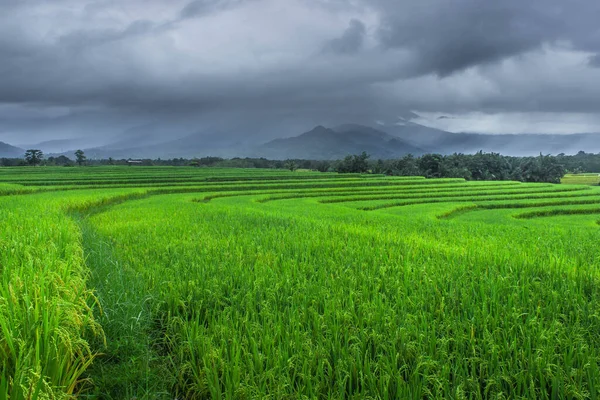Όμορφη Φυσική Θέα Του Πράσινου Ταράτσες Ρυζιού Πρωί Στη Βόρεια — Φωτογραφία Αρχείου