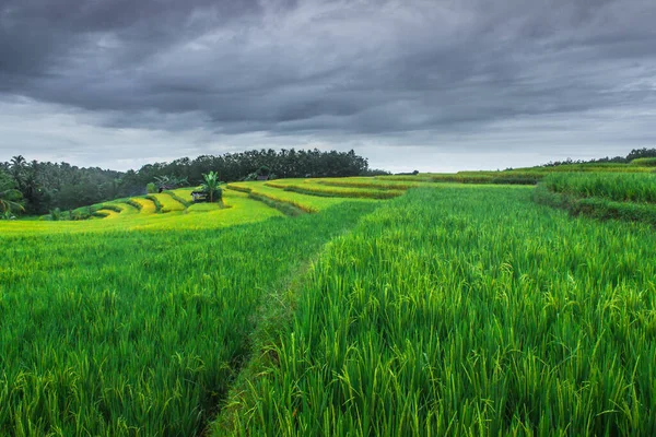 Belle Vue Naturelle Sur Les Terrasses Riz Vert Matin Bengkulu — Photo